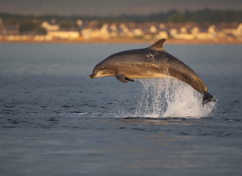 Bottlenose Dolphin
