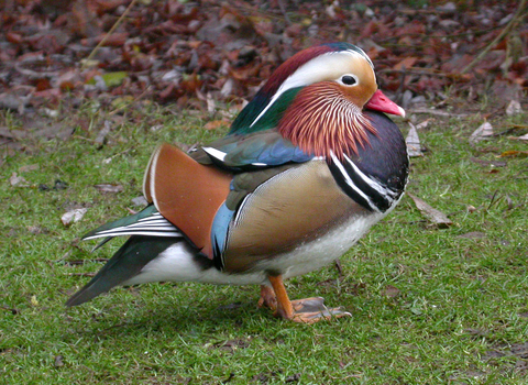 Mandarin Duck (drake)