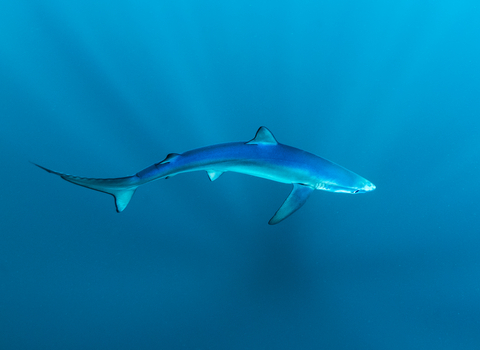 Blue shark