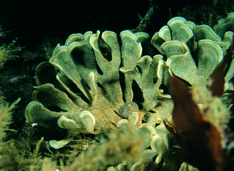 Hornwrack