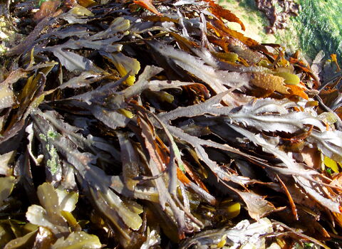 Serrated wrack | Greater Manchester Environment Trust