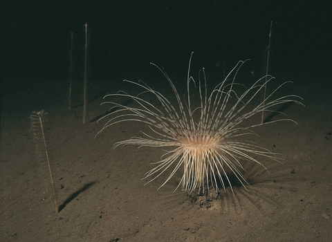Fireworks anemone