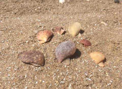 Variegated scallop