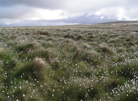 White cotton grass on moorland