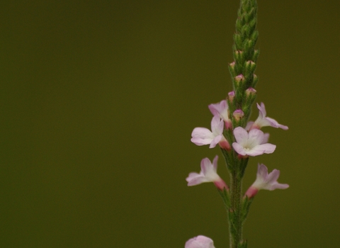 Vervain