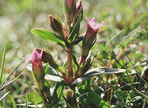 Early gentian