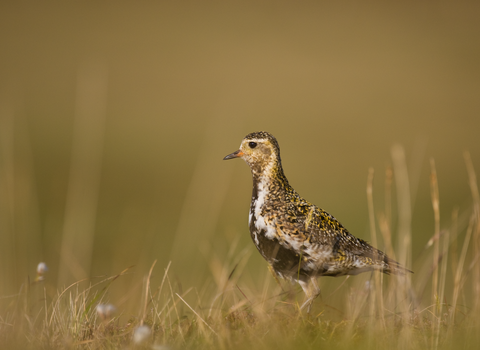 Golden plover