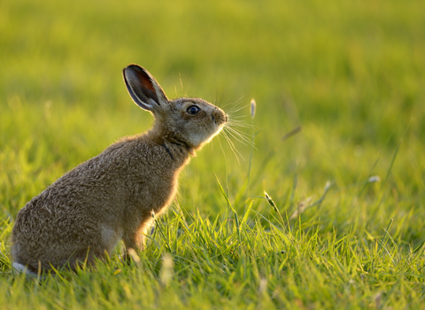 Hare