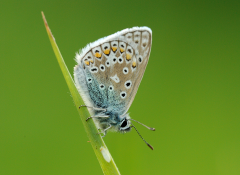 Common blue butterfly