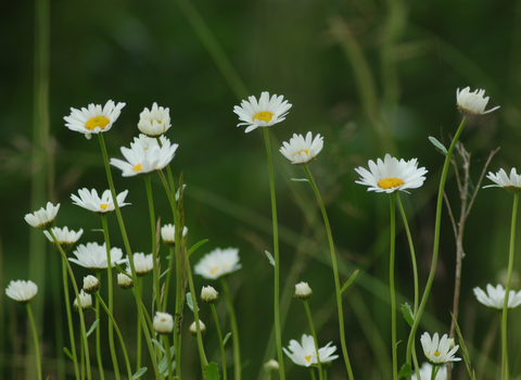 Daisies