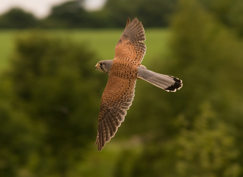 Kestrel