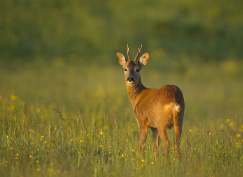 Roe deer