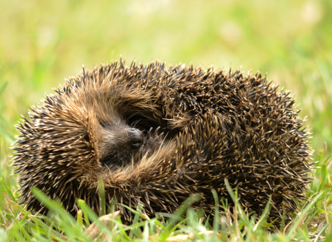 Curled hedgehog in grass
