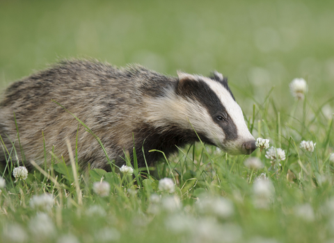 Badger in grass