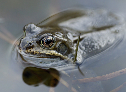 Frog in pond