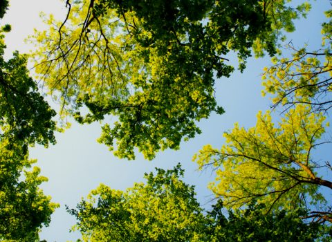 Tree canopy and blue sky