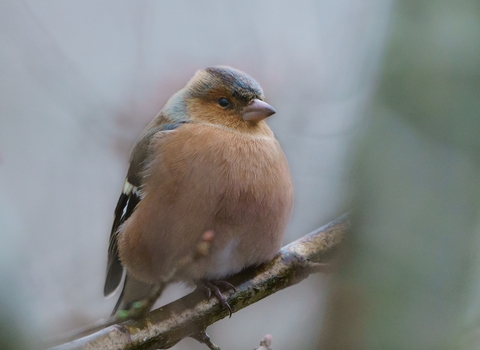 Photo of a chaffinch perched on a branch