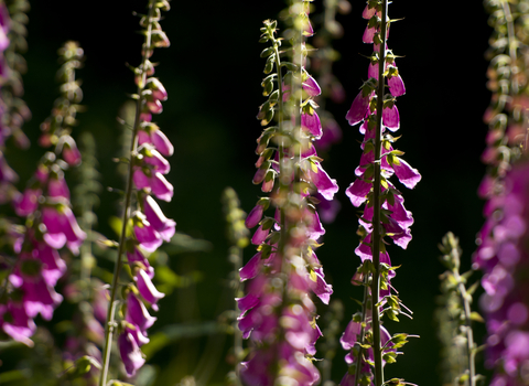 Pink foxgloves by Ross Hoddinott