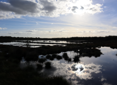 Photo of Little Woolden Moss peatland.