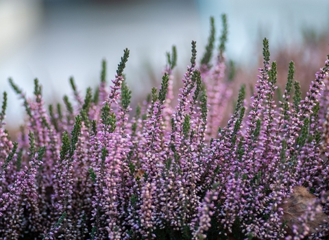 Photo of a heather plant