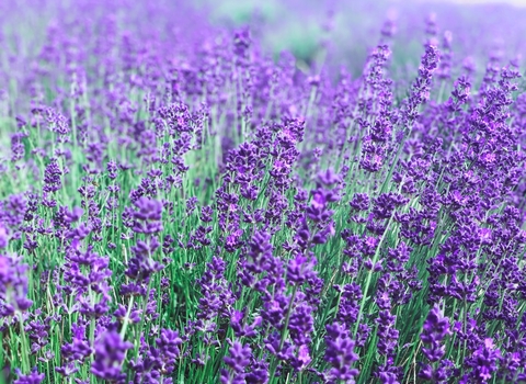 Photo of lavender growing in grass