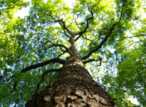 A view of a tree from below, looking up the trunk to the canopy of leaves and blue sky beyond