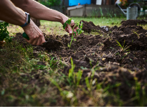 A pair of hands holding a trowel and planting a young green plant into a patch of soil