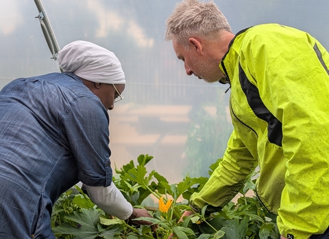 A woman with a headscarf and a man in a hi viz coat are both examining a raised planter full of courgettes