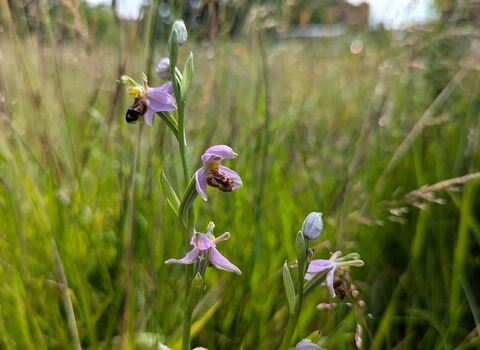 A purple, yellow and brown bee orchid surrounded by green grass