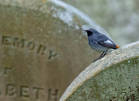 Black redstart