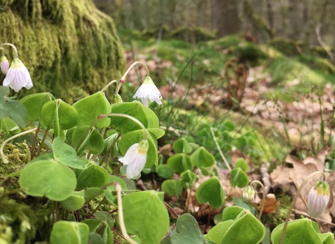Wood sorrel growing from moss in a wooded valley